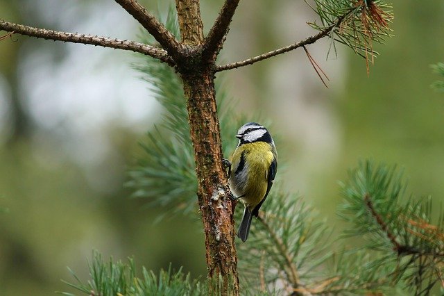 A small bird perched on a tree branch